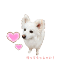 愛犬陸（個別スタンプ：16）