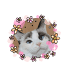ネオちゃんの気持ち（ねこ）1（個別スタンプ：2）