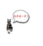 シュナウザー(アイクとシルト5)（個別スタンプ：3）