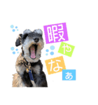 シュナウザー(アイクとシルト5)（個別スタンプ：4）