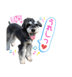 シュナウザー(アイクとシルト5)（個別スタンプ：8）