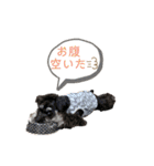 シュナウザー(アイクとシルト5)（個別スタンプ：13）