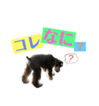 シュナウザー(アイクとシルト5)（個別スタンプ：14）