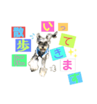 シュナウザー(太兵衛)（個別スタンプ：3）
