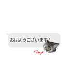 猫野家すたんぷ【吹き出し敬語編】（個別スタンプ：1）