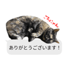 猫野家すたんぷ【吹き出し敬語編】（個別スタンプ：2）