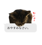 猫野家すたんぷ【吹き出し敬語編】（個別スタンプ：4）