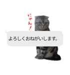 猫野家すたんぷ【吹き出し敬語編】（個別スタンプ：5）