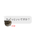 猫野家すたんぷ【吹き出し敬語編】（個別スタンプ：6）