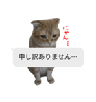 猫野家すたんぷ【吹き出し敬語編】（個別スタンプ：7）