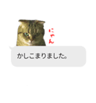 猫野家すたんぷ【吹き出し敬語編】（個別スタンプ：8）