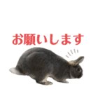 テトラのスタンプ（敬語うさぎ）（個別スタンプ：4）