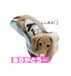 ししまるくらぶ（個別スタンプ：1）