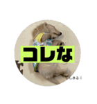 ししまるくらぶ（個別スタンプ：2）
