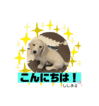 ししまるくらぶ（個別スタンプ：7）