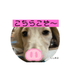 ししまるくらぶ（個別スタンプ：15）