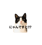 のこさん ハチワレ猫（個別スタンプ：15）