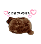 ねこーん＆白いこねこーん まったり（個別スタンプ：11）