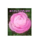 お花そしてメッセージ（個別スタンプ：1）