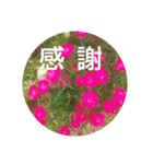 お花そしてメッセージ（個別スタンプ：5）