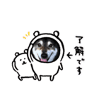 黒柴 愛しきプーちゃん ④（個別スタンプ：26）