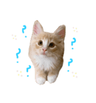 chipie♡（個別スタンプ：1）