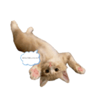 chipie♡（個別スタンプ：2）