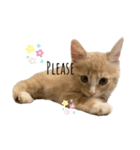 chipie♡（個別スタンプ：7）