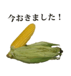 とうもろこし☆スタンプ（個別スタンプ：2）