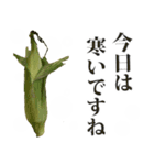 とうもろこし☆スタンプ（個別スタンプ：6）
