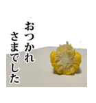 とうもろこし☆スタンプ（個別スタンプ：24）