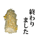 とうもろこし☆スタンプ（個別スタンプ：32）