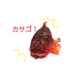 おさかなシリーズ（個別スタンプ：1）