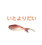 おさかなシリーズ（個別スタンプ：6）