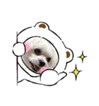 みるくわんわんスタンプ②（個別スタンプ：2）