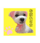 みるくわんわんスタンプ②（個別スタンプ：4）