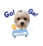 みるくわんわんスタンプ②（個別スタンプ：8）