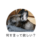 わん犬フウカさん②（個別スタンプ：4）