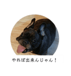 わん犬フウカさん②（個別スタンプ：10）