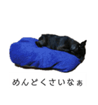 わん犬フウカさん②（個別スタンプ：14）