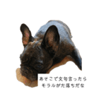 わん犬フウカさん②（個別スタンプ：19）