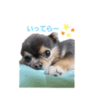 wanko⑦ちわわうりとるい（個別スタンプ：3）