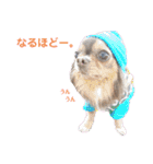 wanko⑦ちわわうりとるい（個別スタンプ：4）