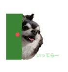 wanko⑦ちわわうりとるい（個別スタンプ：7）