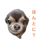 wanko⑦ちわわうりとるい（個別スタンプ：9）