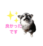 wanko⑦ちわわうりとるい（個別スタンプ：27）