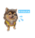 wanko⑦ちわわうりとるい（個別スタンプ：29）