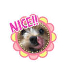 犬のてっちゃんのスタンプ（個別スタンプ：3）