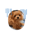 犬のてっちゃんのスタンプ（個別スタンプ：4）