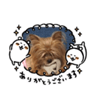 犬のてっちゃんのスタンプ（個別スタンプ：7）